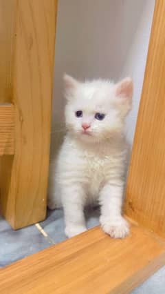 White Persian Kitten triple Coat