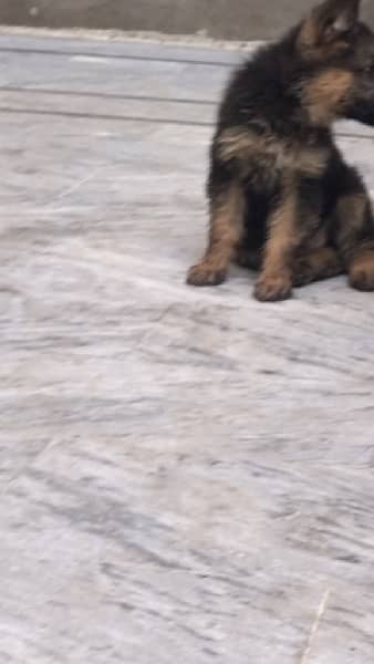 High Quality German shaferd puppies For sale in Pakistan 7