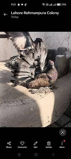 American pigeon homebreed