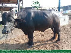 Qurbani Bull / Bhains / Gae / Qurbani animal / Discount Qurbani 2024