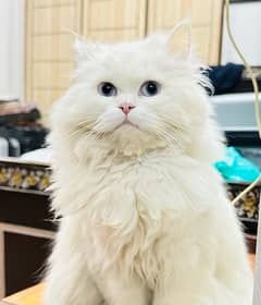 persian Cat