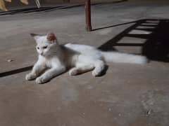 Fancy Cat white