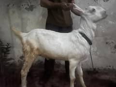 rajanpuri goat for qurbani
