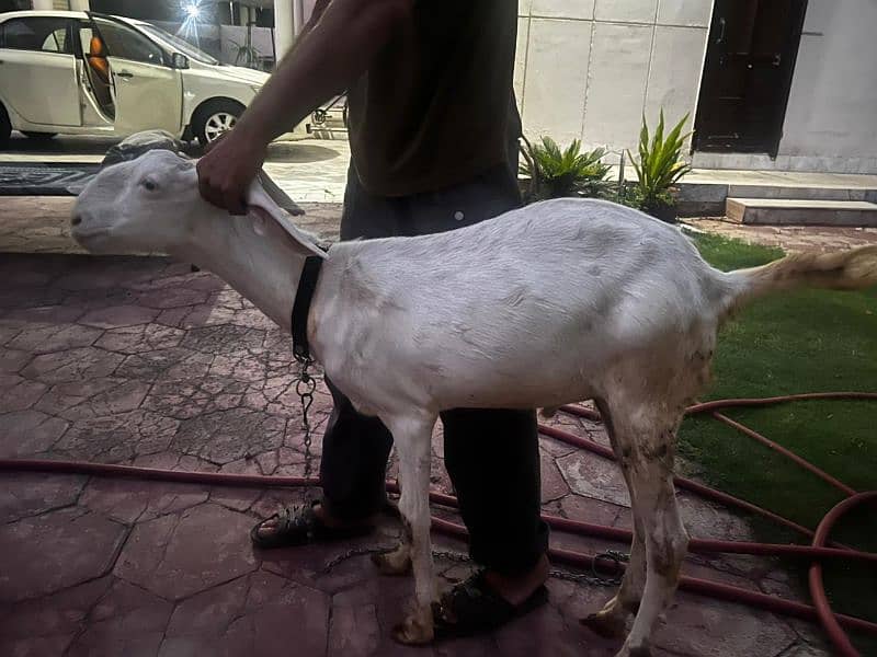 rajanpuri goat for qurbani 2