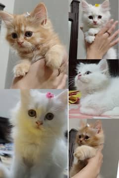 Pure Persian kittens for sell 0