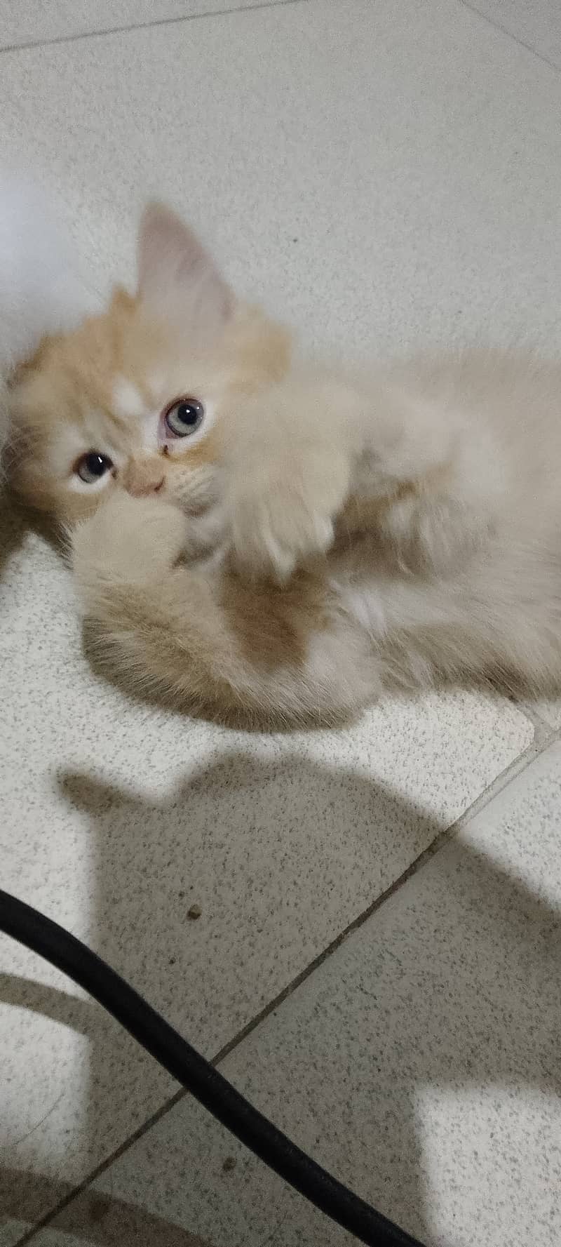 Pure Persian kittens for sell 3