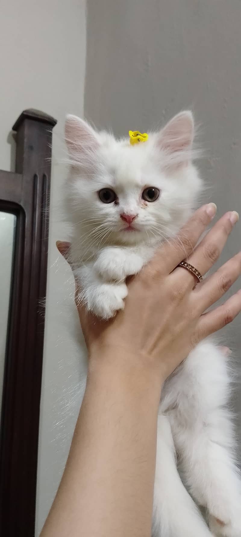 Pure Persian kittens for sell 4