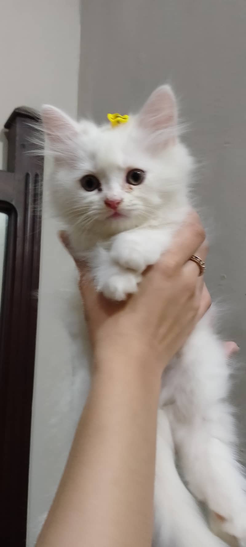 Pure Persian kittens for sell 5