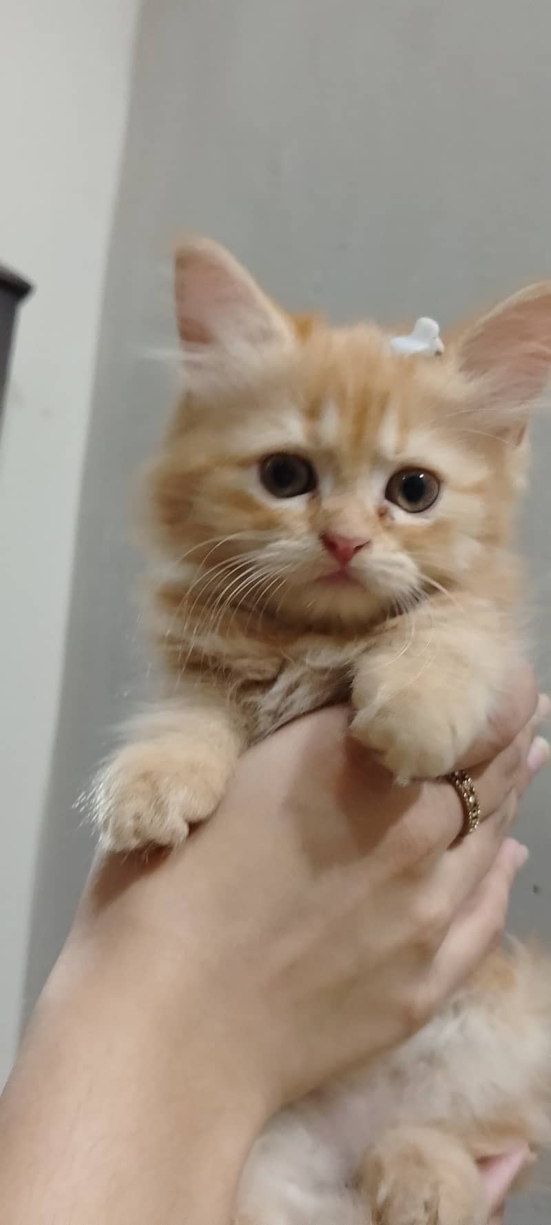 Pure Persian kittens for sell 7