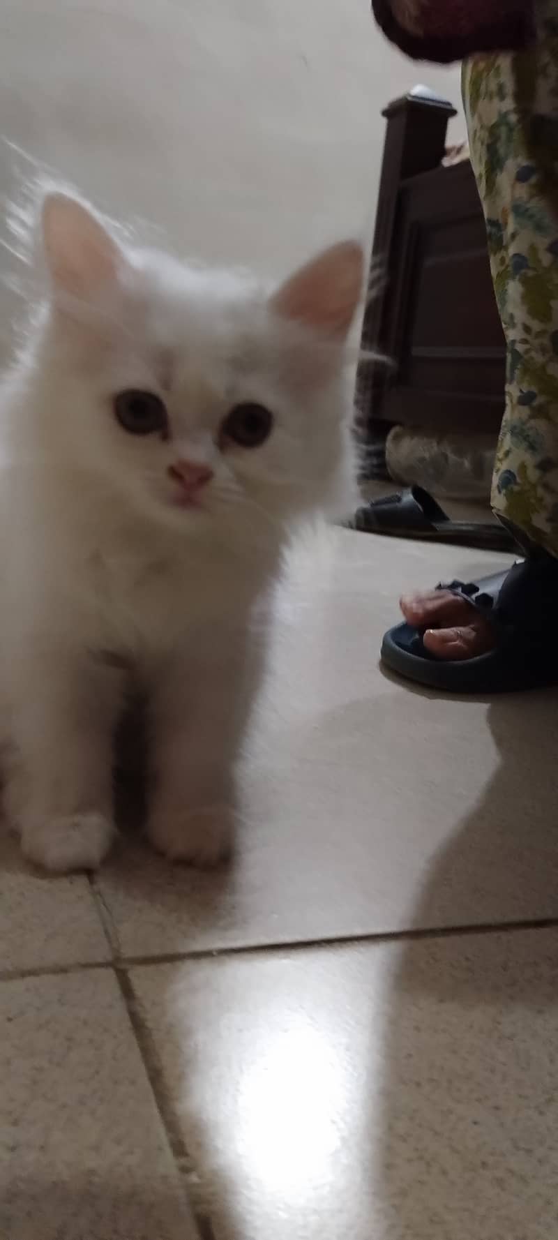 Pure Persian kittens for sell 9