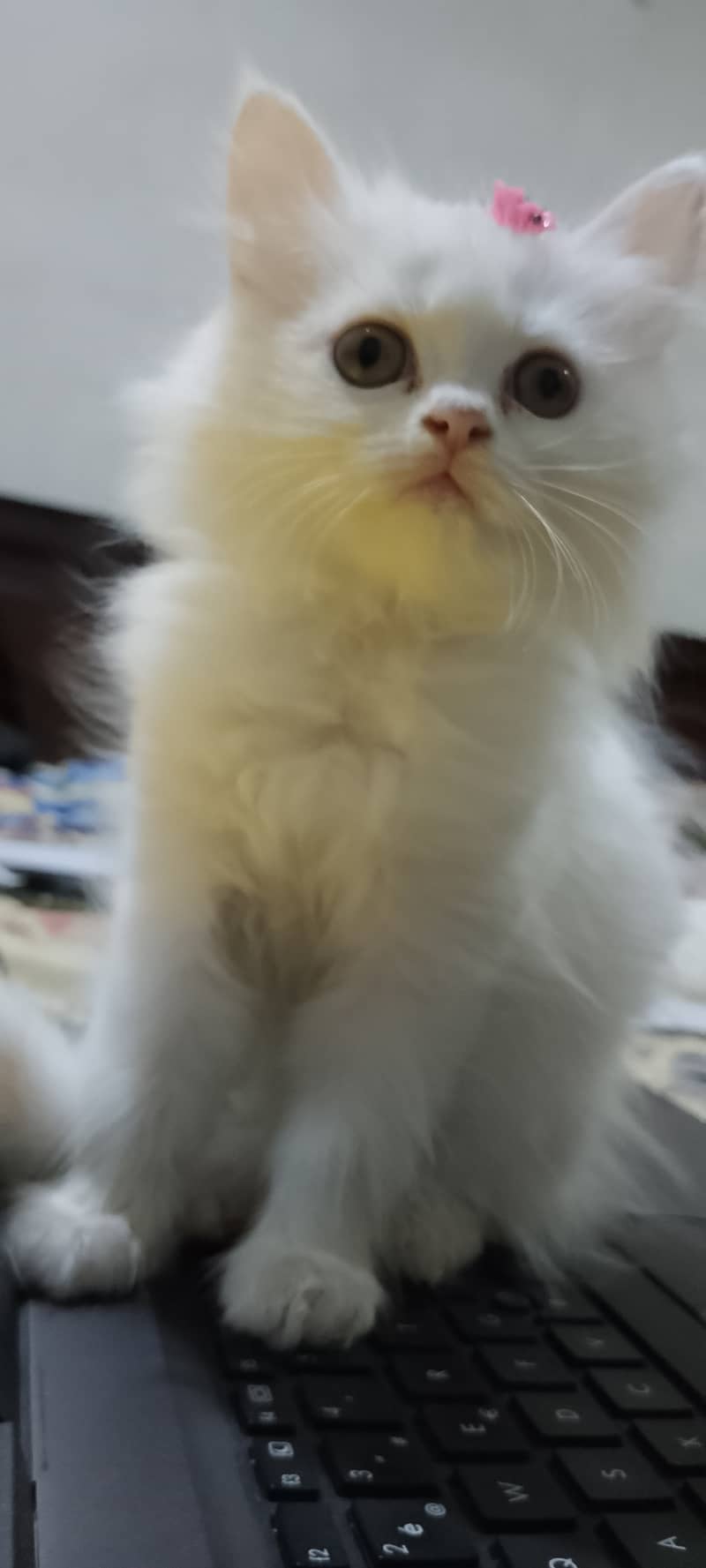 Pure Persian kittens for sell 10
