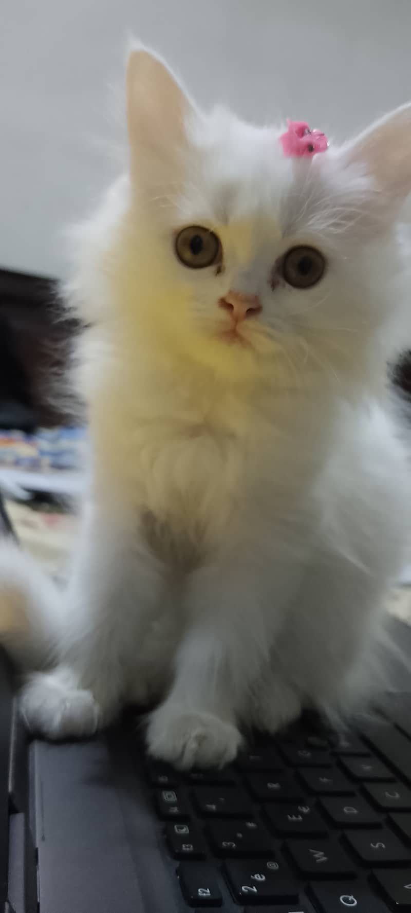 Pure Persian kittens for sell 11