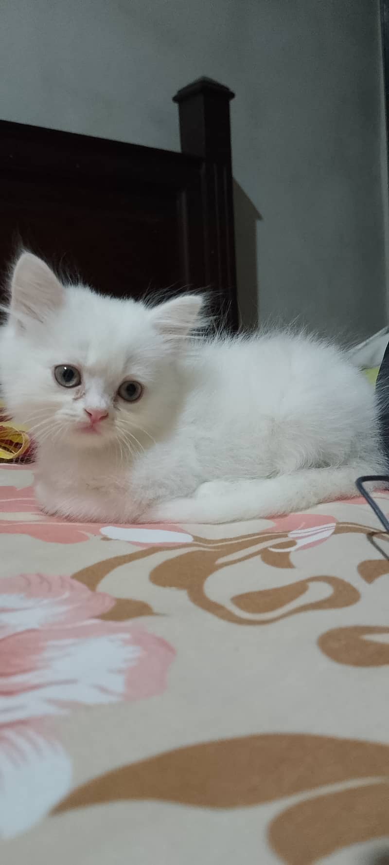 Pure Persian kittens for sell 12