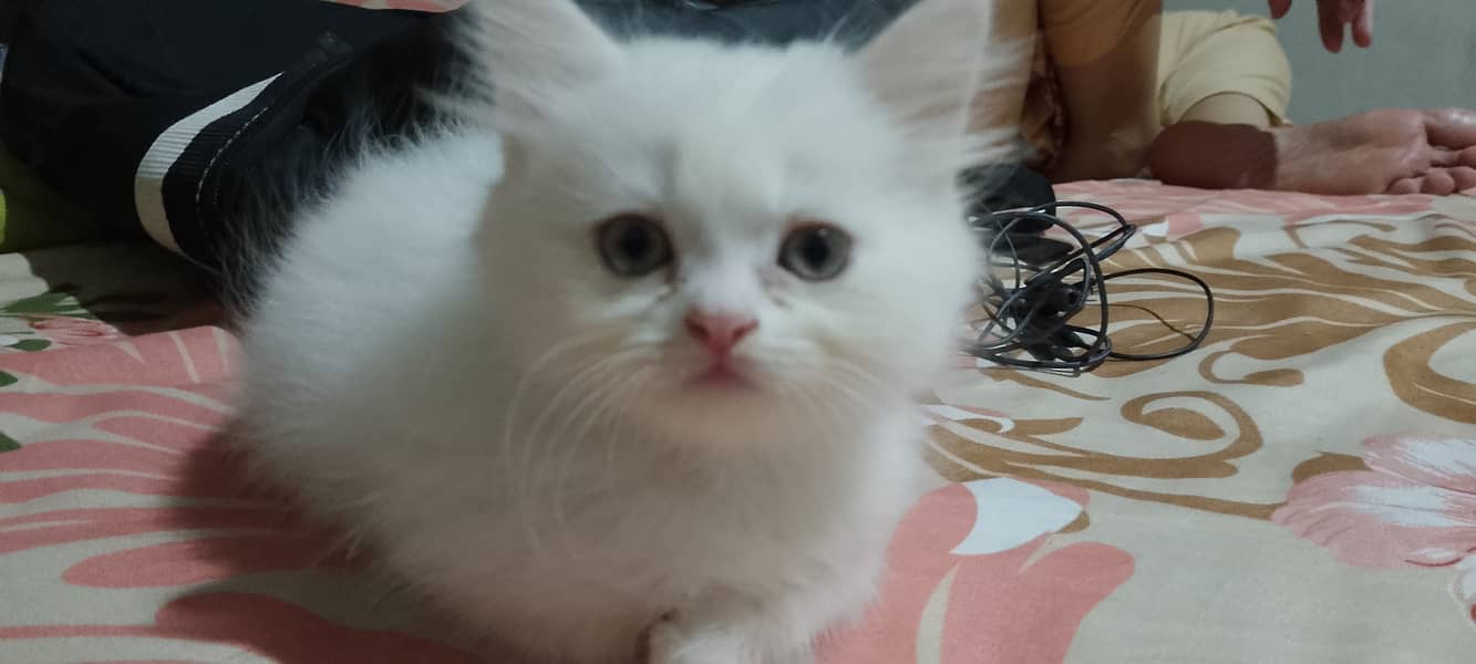 Pure Persian kittens for sell 13