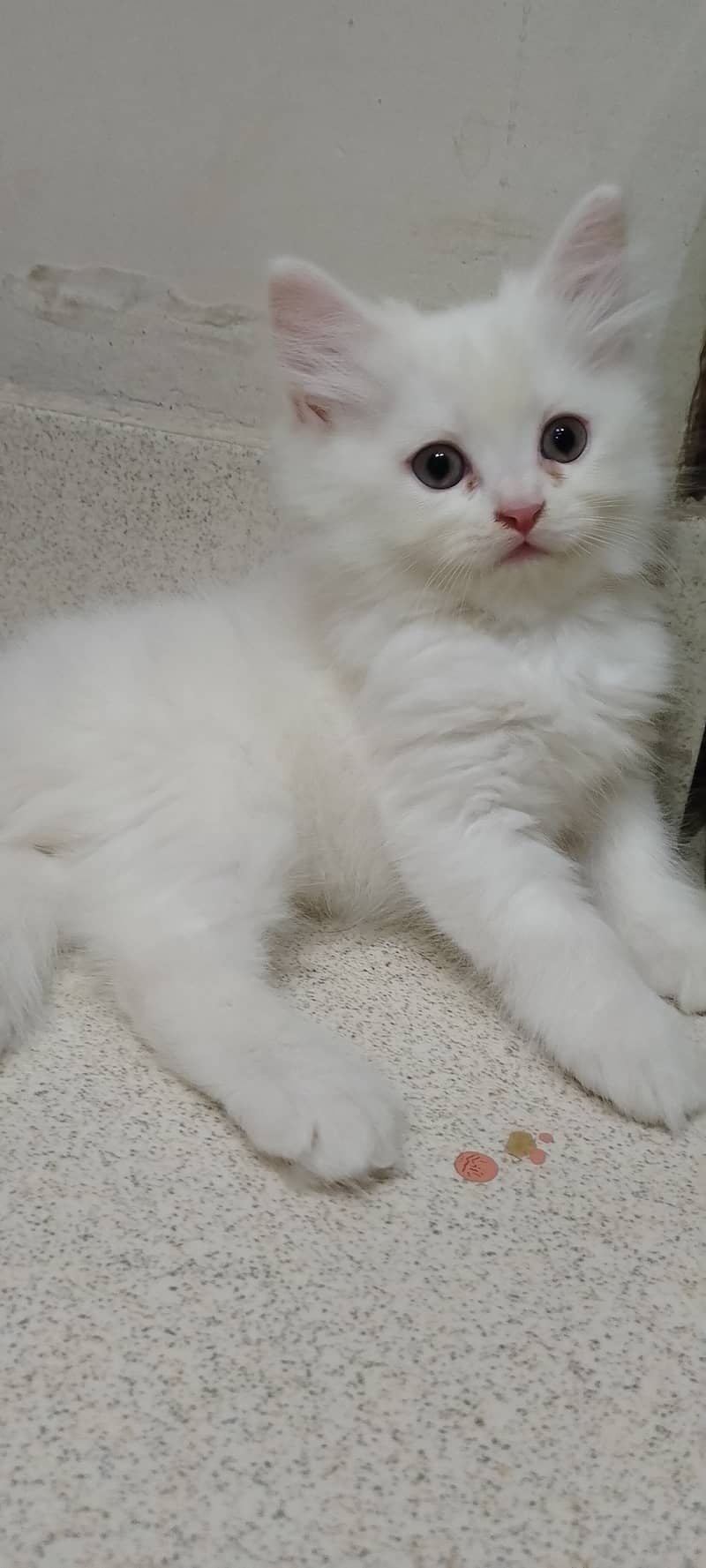 Pure Persian kittens for sell 15
