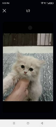 Persian doll face kitten available