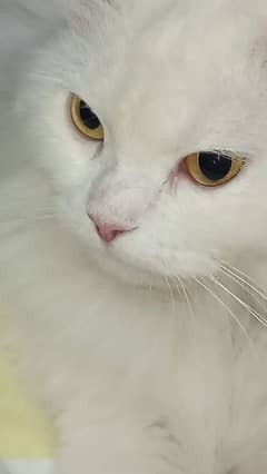 Persian cat female vaccinated