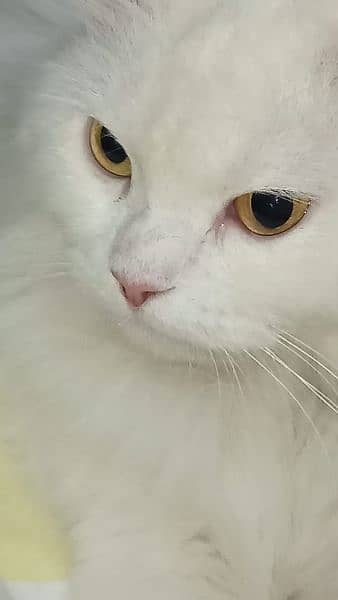 Persian cat female vaccinated 0