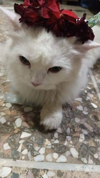 Persian cat female vaccinated 1