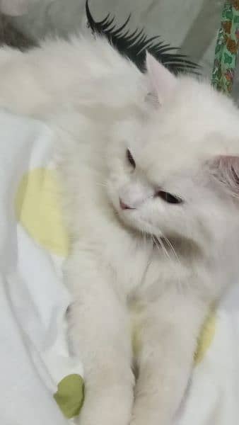 Persian cat female vaccinated 4