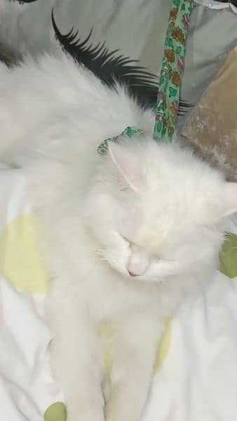 Persian cat female vaccinated 6