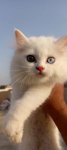 Persian Kittens 1