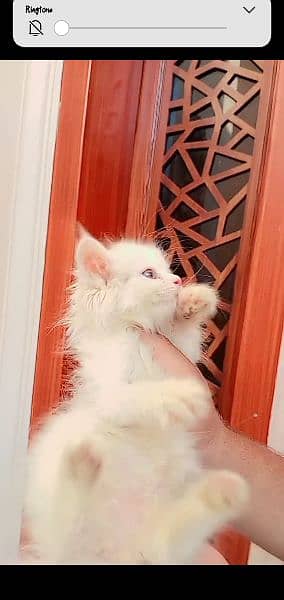 persian kitten for sale (female blue eyes) 3