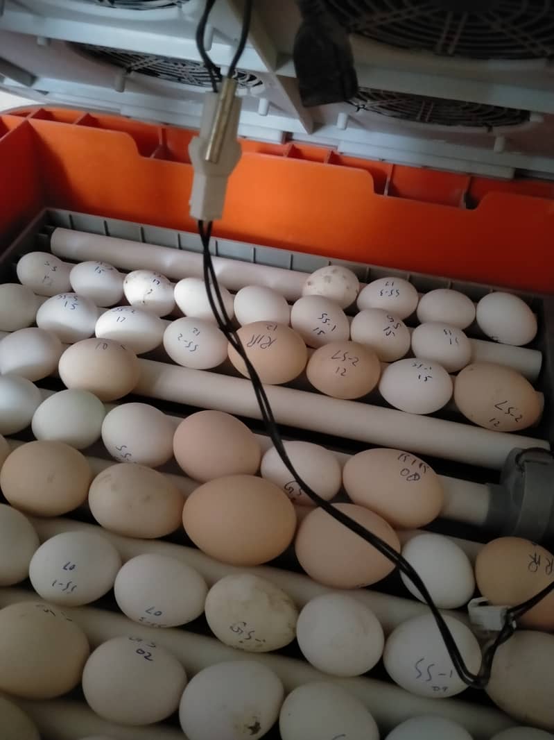 250+ automatic incubator intelligent orange colour 1