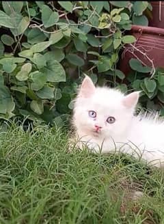 kitten for sale (odd eyes)