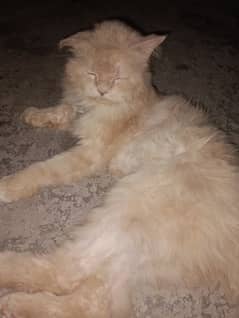 American cate urgent fore sale