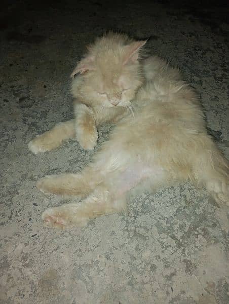 American cate urgent fore sale 2