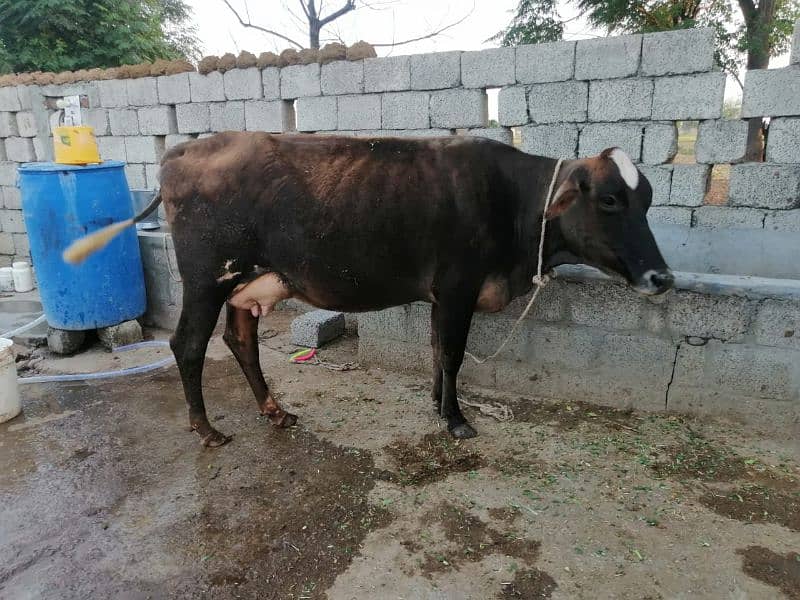 jercy fresion cross cow for sale in Talagang 1