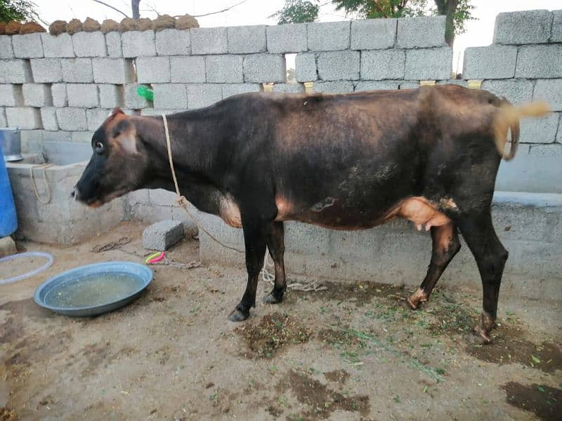 jercy fresion cross cow for sale in Talagang 3