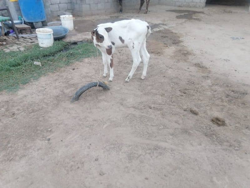 jercy fresion cross cow for sale in Talagang 4