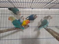 love birds blue fishers and blue fisheries available 03125493963 W/S