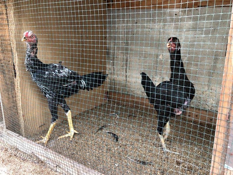 egg laying chickens setup for sell 2