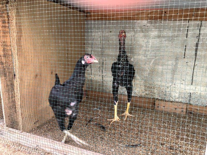 egg laying chickens setup for sell 3
