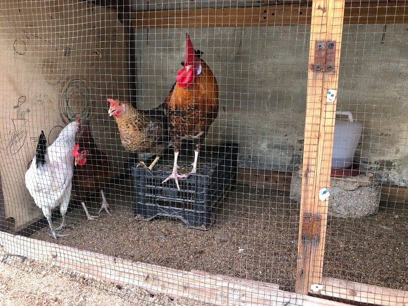 egg laying chickens setup for sell 1