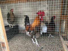 egg laying chickens setup for sell