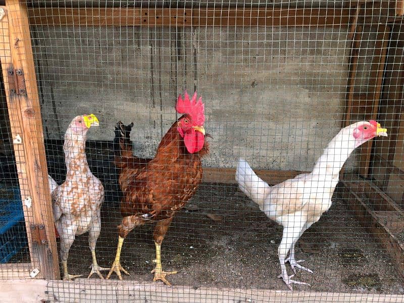egg laying chickens setup for sell 4