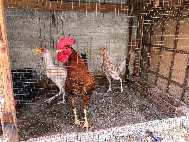 egg laying chickens setup for sell 5