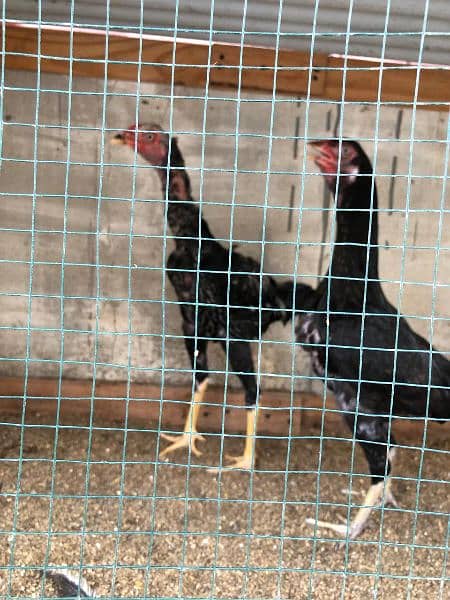 egg laying chickens setup for sell 6