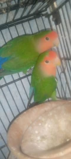 Love Bird  Breeder pair