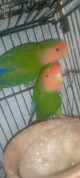 Love Bird  Breeder pair 4