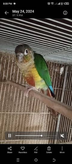 Green Chick Conure Red Factor | 9 Months | 3 Pieces