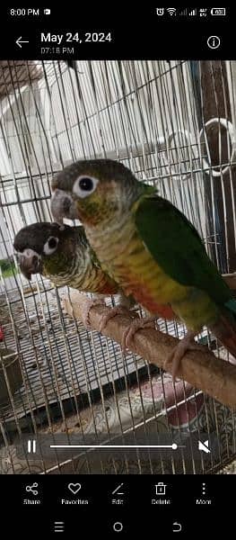 Green Chick Conure Red Factor | 9 Months | 3 Pieces 1