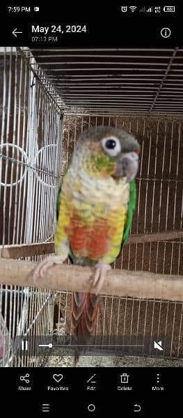 Green Chick Conure Red Factor | 9 Months | 3 Pieces 2