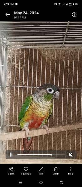 Green Chick Conure Red Factor | 9 Months | 3 Pieces 3