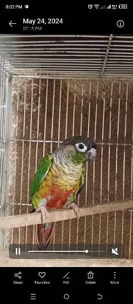 Green Chick Conure Red Factor | 9 Months | 3 Pieces 4