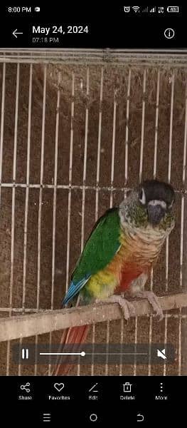 Green Chick Conure Red Factor | 9 Months | 3 Pieces 5
